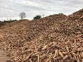 Pile of cassava or tapioca root for starch industry Royalty Free Stock Photo