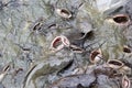 Pile of catfish fish in pond