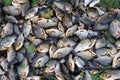 Pile of caught crucians on green grass. Successful fishing Royalty Free Stock Photo