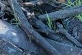 Pile of Charcoal burned log/wood