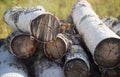 Pile of chopped birch firewood Royalty Free Stock Photo