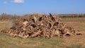 Pile of chopped branches of olive trees. Olives plants turn brown, dry out, die.