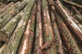 Pile of chopped down pine tree logs