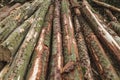 Pile of chopped down pine tree logs Royalty Free Stock Photo
