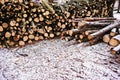 Pile of chopped fire wood prepared for winter Royalty Free Stock Photo