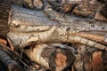 Pile of chopped firewood prepared for winter. Close-up.