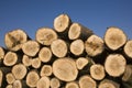 Pile of chopped wooden logs Royalty Free Stock Photo
