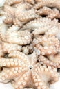 Pile of cleaned raw fresh octopus at a fish market Royalty Free Stock Photo