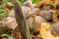 Pile of Coconut Husk