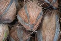 Pile of coconuts in the food market of India. Group of small whole fresh brown coconuts on retail market, close up, high angle