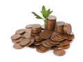 Pile of coins and green plant on white background. Investment concept Royalty Free Stock Photo