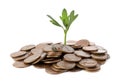 Pile of coins and green plant on white background. Investment concept Royalty Free Stock Photo