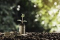 A pile of coins with plants growing on top, placed on the ground in nature background Royalty Free Stock Photo