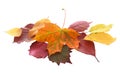 Pile of colorful autumn and fall leaves Royalty Free Stock Photo