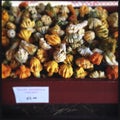 Pile of Colorful Autumn Gourds Royalty Free Stock Photo