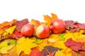 A pile of colorful autumn maple leaves and three bulk apples Royalty Free Stock Photo