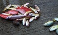 Pile of colorful caught different small fishes with Red Snapper on market near Hikkaduwa, Sri Lanka