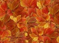 Pile of colorful fall leaves background