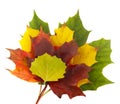 Pile of colorful leaves Royalty Free Stock Photo