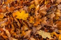 A pile of colorful leaves in autumn Royalty Free Stock Photo