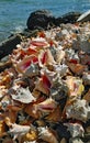 A pile of conch shells along the water's edge