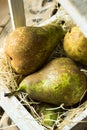 Pile of conference pears in wooden box on straw, fall harvest, gardening, local produce