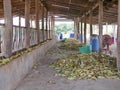 Pile of corns stacked up on cement floor being used to feed dairy cows at a farm