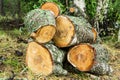 Pile of cut birch logs Royalty Free Stock Photo