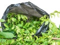 A pile of cut branch,Wrightia religiosa Apocynaceae and climbing ylang-ylang,in garbage bage