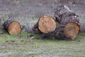 Pile of cut down trees Royalty Free Stock Photo