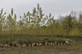 Pile of cut down trees with a tree lined living forest