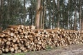 Pile of cut eucalyptus globulus wood next to a eucalyptus globulus forest