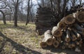 Pile of cut logs in the garden Royalty Free Stock Photo