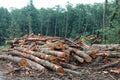 Pile of cut logs in a Pacific Northwest forest clearing Royalty Free Stock Photo