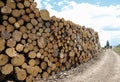 Pile of cut logs Ready to be transported to the industrial sawmill