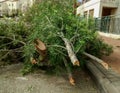 Pile of cut off branches, on side of the road