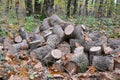 Pile of cut out firewood in autumn oak forest Royalty Free Stock Photo