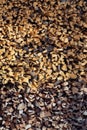 Pile of cut, thinly split and neatly stacked spruce firewood viewed from front