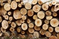 Pile of cut tree logs wood texture background. Tree trunks. Firewood stack for the background