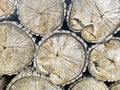 Pile of cut trees, firewood stack, tree pattern