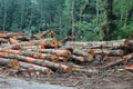 Pile of cut trees in logged forest Royalty Free Stock Photo