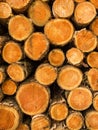 Pile of cut treetrunks Royalty Free Stock Photo