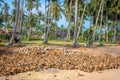 Pile of cut and whole coconuts Royalty Free Stock Photo