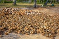 Pile of cut and whole coconuts Royalty Free Stock Photo