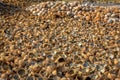 Pile of cut and whole coconuts Royalty Free Stock Photo