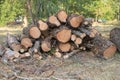 A pile of cut wood in the backyard, with some trees and grass around it. The tree trunks are cut into many pieces Royalty Free Stock Photo