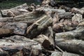 A pile of cut wooden logs, cut down tree trunks sawed and ready for production or to be used as firewood