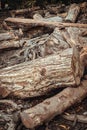 A pile of cut wooden logs, cut down tree trunks sawed and ready for production or to be used as firewood