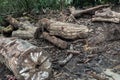 A pile of cut wooden logs, cut down tree trunks sawed and ready for production or to be used as firewood