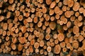 Pile of cutted trunks Royalty Free Stock Photo